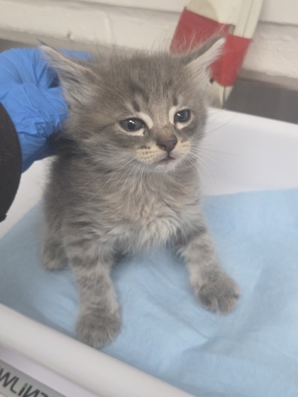 Shelter Stray Male Cat last seen Near 66th ave, Oakland, CA, 1101 29th Ave, Oakland, CA 94601, USA