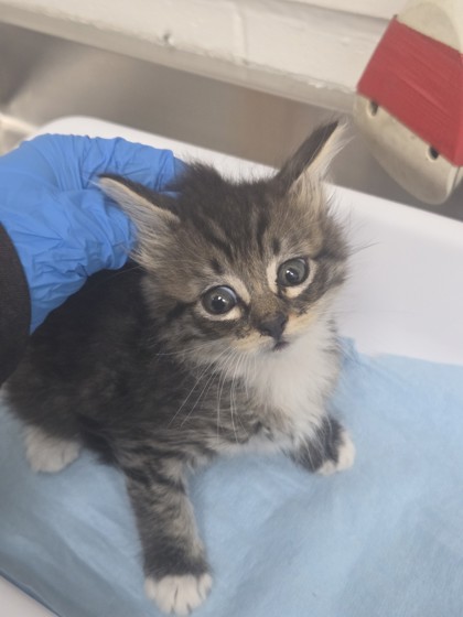 Shelter Stray Female Cat last seen Near 66th ave, Oakland, CA, 1101 29th Ave, Oakland, CA 94601, USA