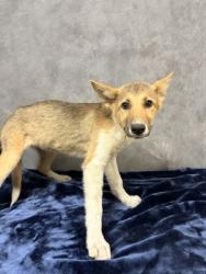 Shelter Stray Female Dog last seen Winston Dr, Desoto, TX, 1150 E Pleasant Run Rd, Cedar Hill, TX 75104, USA