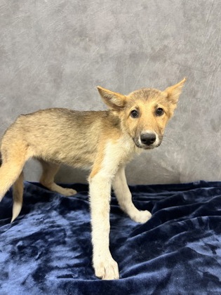 Shelter Stray Female Dog last seen Winston Dr, Desoto, TX, 1150 E Pleasant Run Rd, Cedar Hill, TX 75104, USA