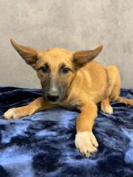 Shelter Stray Female Dog last seen Winston Dr, Desoto, TX, 1150 E Pleasant Run Rd, Cedar Hill, TX 75104, USA