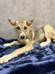 Shelter Stray Male Dog last seen Winston Dr, Desoto, TX, 1150 E Pleasant Run Rd, Cedar Hill, TX 75104, USA