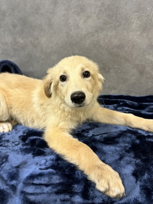 Shelter Stray Male Dog last seen Winston Dr, Desoto, TX, 1150 E Pleasant Run Rd, Cedar Hill, TX 75104, USA