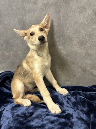 Shelter Stray Female Dog last seen Winston Dr, Desoto, TX, 1150 E Pleasant Run Rd, Cedar Hill, TX 75104, USA