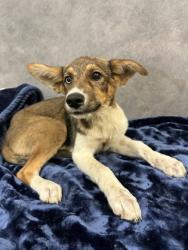 Shelter Stray Female Dog last seen Winston Dr, Desoto, TX, 1150 E Pleasant Run Rd, Cedar Hill, TX 75104, USA