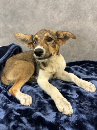 Shelter Stray Female Dog last seen Winston Dr, Desoto, TX, 1150 E Pleasant Run Rd, Cedar Hill, TX 75104, USA