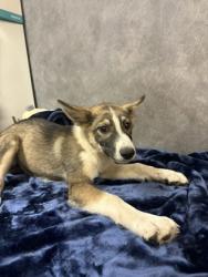 Shelter Stray Female Dog last seen Winston Dr, Desoto, TX, 1150 E Pleasant Run Rd, Cedar Hill, TX 75104, USA
