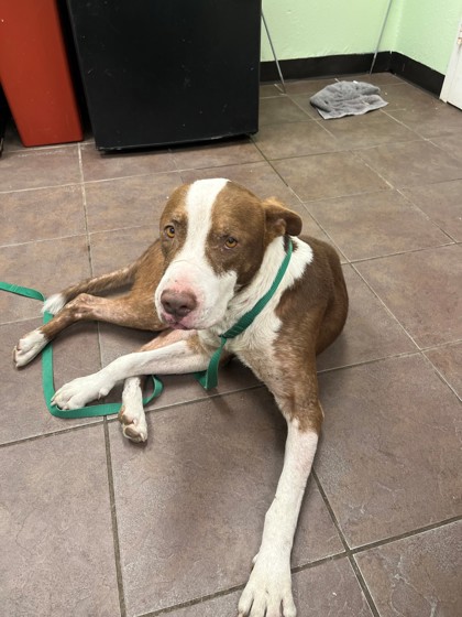 Shelter Stray Unknown Dog last seen Near Blk of Hix, District 1 - North Cleburne, TX, 2375 Service Dr, Cleburne, TX 76033, USA