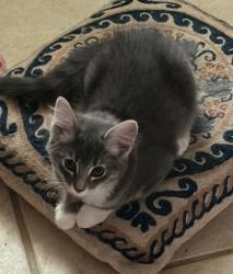 Shelter Stray Female Cat last seen Near Crete, CITY of El Paso, TX, 5001 Fred Wilson Ave, El Paso, TX 79906, USA
