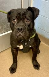 Shelter Stray Male Dog last seen Near Panola Rd, Lithonia, GA 30058, 30058, GA, 3280 Chamblee Dunwoody Rd, Chamblee, GA 30341, USA