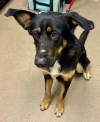 Shelter Stray Female Dog last seen Near Henderson Rd, 30084, GA, 3280 Chamblee Dunwoody Rd, Chamblee, GA 30341, USA