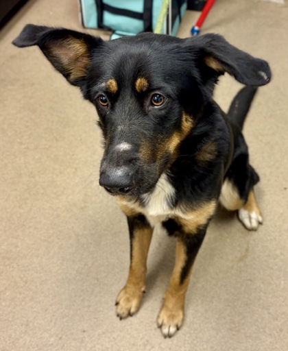 Shelter Stray Female Dog last seen Near Henderson Rd, 30084, GA, 3280 Chamblee Dunwoody Rd, Chamblee, GA 30341, USA