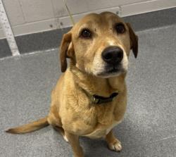 Shelter Stray Female Dog last seen Near Samuel Wear Dr, Sevier County, TN, 1008 Old Knoxville Hwy, Sevierville, TN 37862, USA
