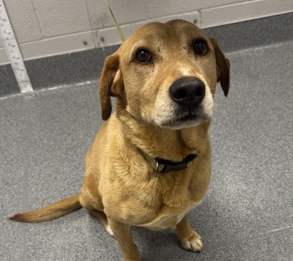 Shelter Stray Female Dog last seen Near Samuel Wear Dr, Sevier County, TN, 1008 Old Knoxville Hwy, Sevierville, TN 37862, USA