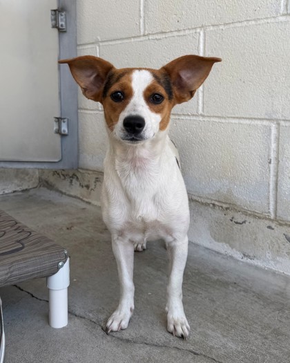 Shelter Stray Female Dog last seen Gosford / Westwold, City, CA, 3000 Gibson St, Bakersfield, CA 93308, USA