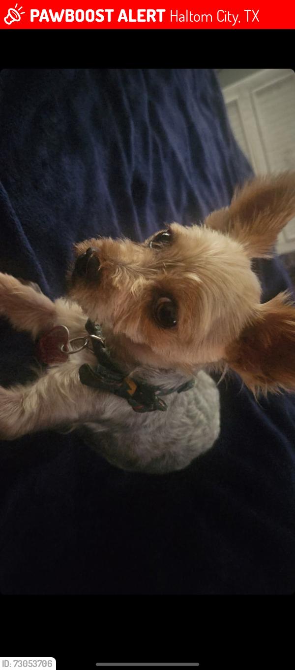 Lost Male Dog last seen Beach St and Woodlane Ave, Haltom City, TX 76111
