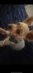 Lost Male Dog last seen Beach St and Woodlane Ave, Haltom City, TX 76111