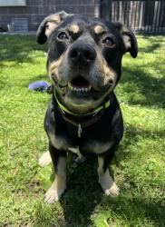 Shelter Stray Male Dog last seen Near Hillview Drive, LIVERMORE, CA, 94551, 8323 Baldwin St, Oakland, CA 94621, USA