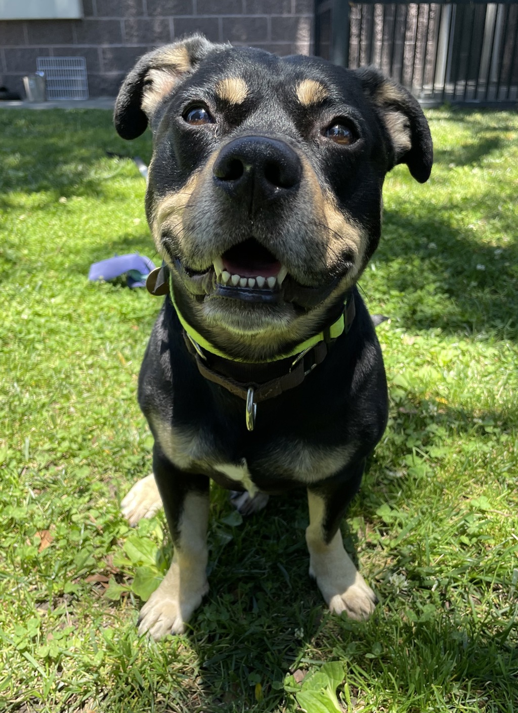 Shelter Stray Male Dog last seen Near Hillview Drive, LIVERMORE, CA, 94551, 8323 Baldwin St, Oakland, CA 94621, USA