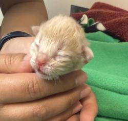 Shelter Stray Female Cat last seen Spyglass Hills Rd, LIVERMORE, CA, 94551, 8323 Baldwin St, Oakland, CA 94621, USA