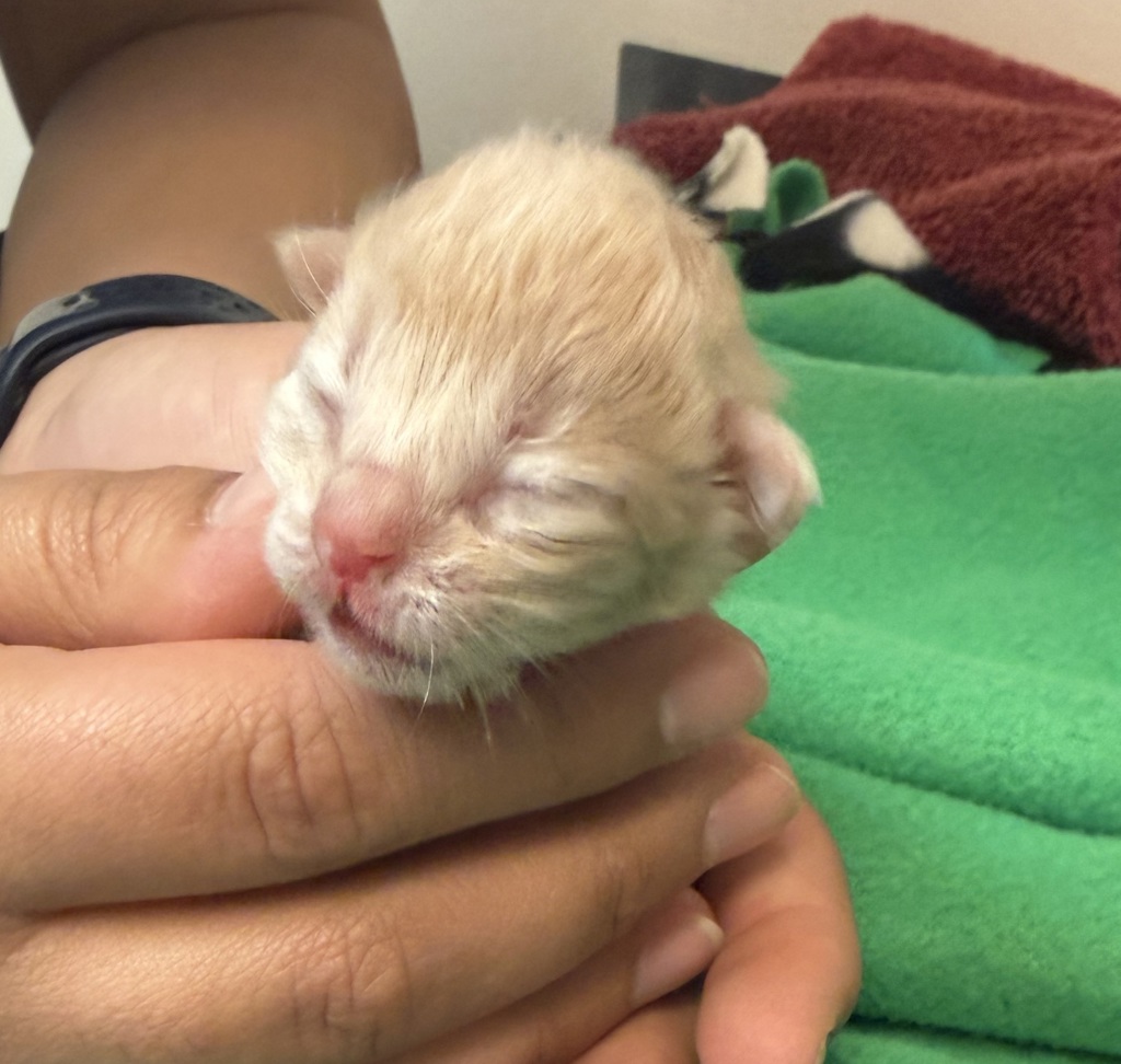 Shelter Stray Female Cat last seen Spyglass Hills Rd, LIVERMORE, CA, 94551, 8323 Baldwin St, Oakland, CA 94621, USA
