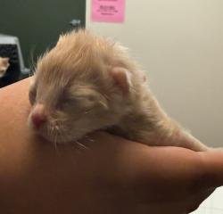 Shelter Stray Male Cat last seen Spyglass Hills Rd, LIVERMORE, CA, 94551, 8323 Baldwin St, Oakland, CA 94621, USA