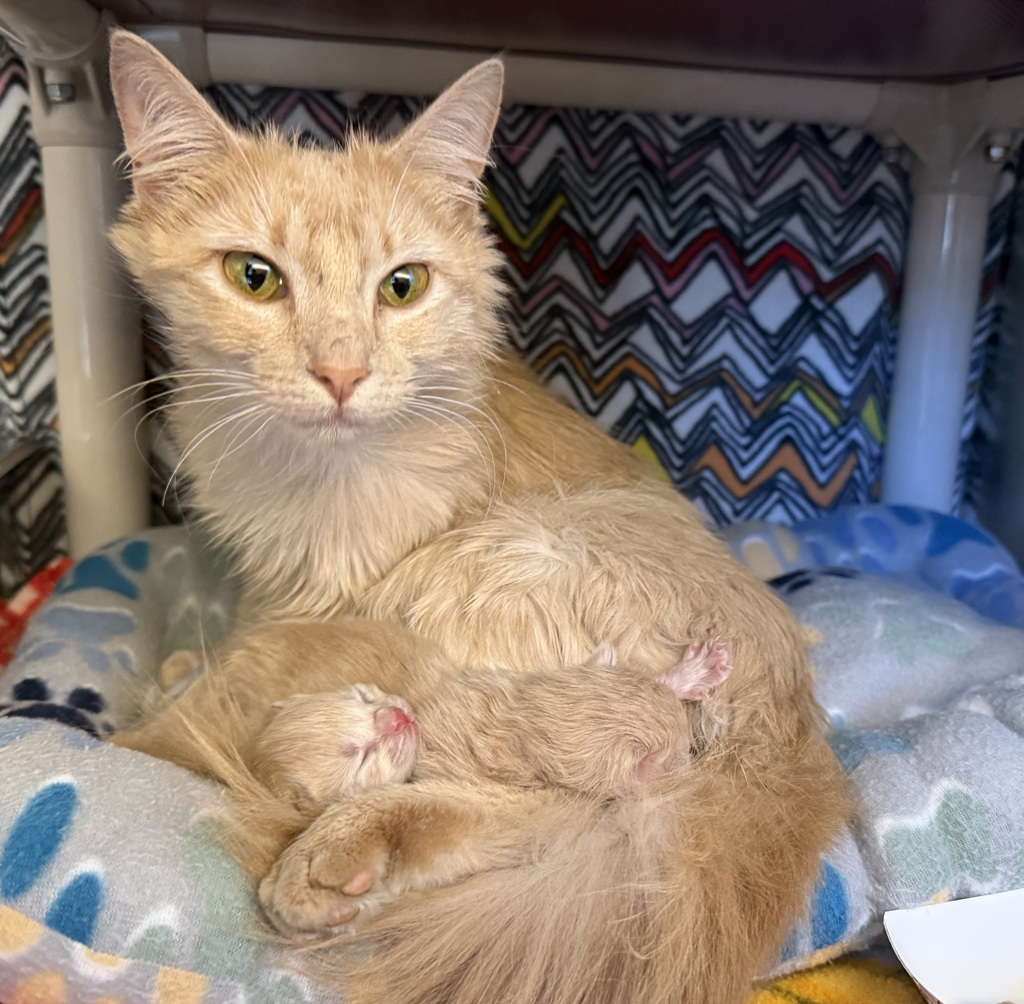 Shelter Stray Female Cat last seen Near Spyglass Hille Road, LIVERMORE, CA, 94551, 8323 Baldwin St, Oakland, CA 94621, USA