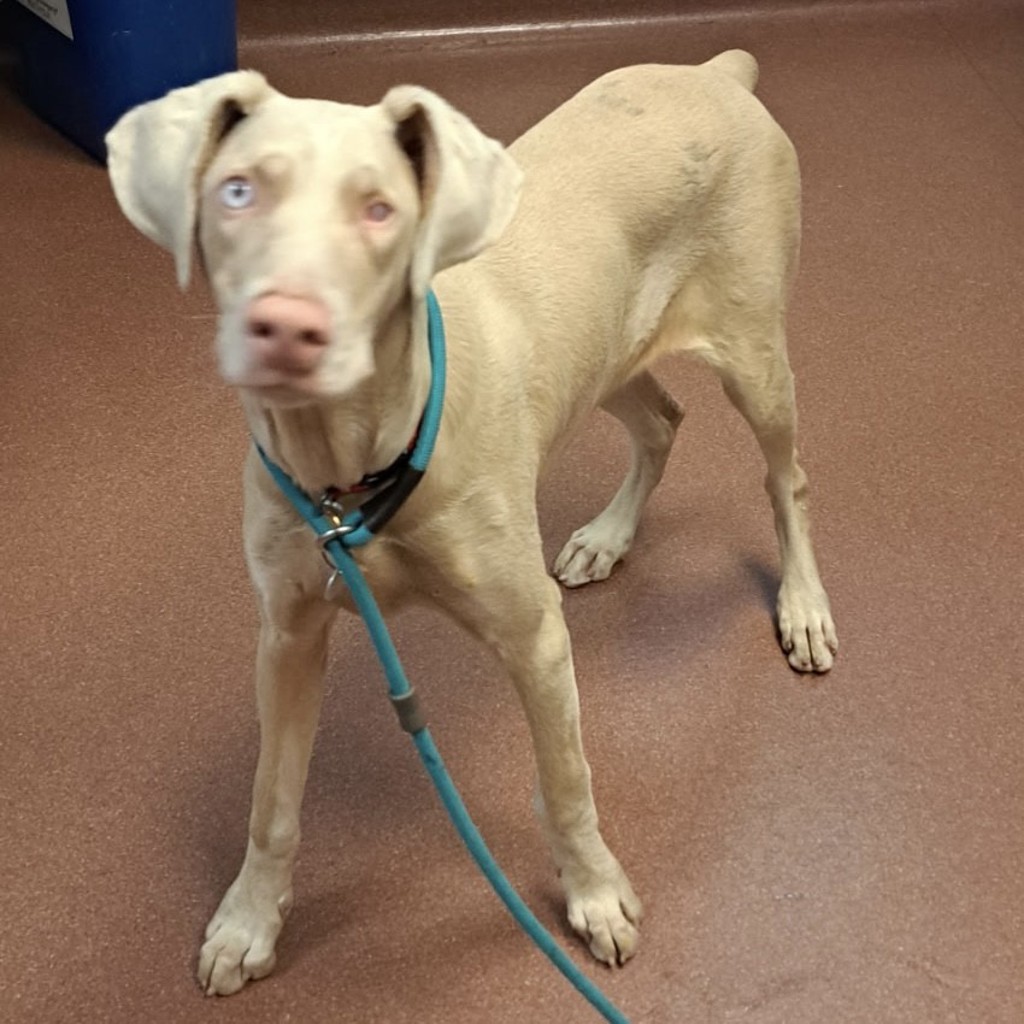 Shelter Stray Female Dog last seen Near San Leandro Boulevard, SAN LEANDRO, CA, 94577, 8323 Baldwin St, Oakland, CA 94621, USA