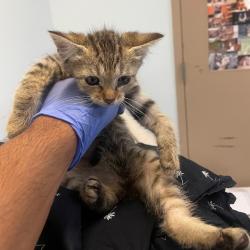 Shelter Stray Female Cat last seen Solar Turbines, San Diego, CA, 92101, 5500 Gaines St, San Diego, CA 92110, USA