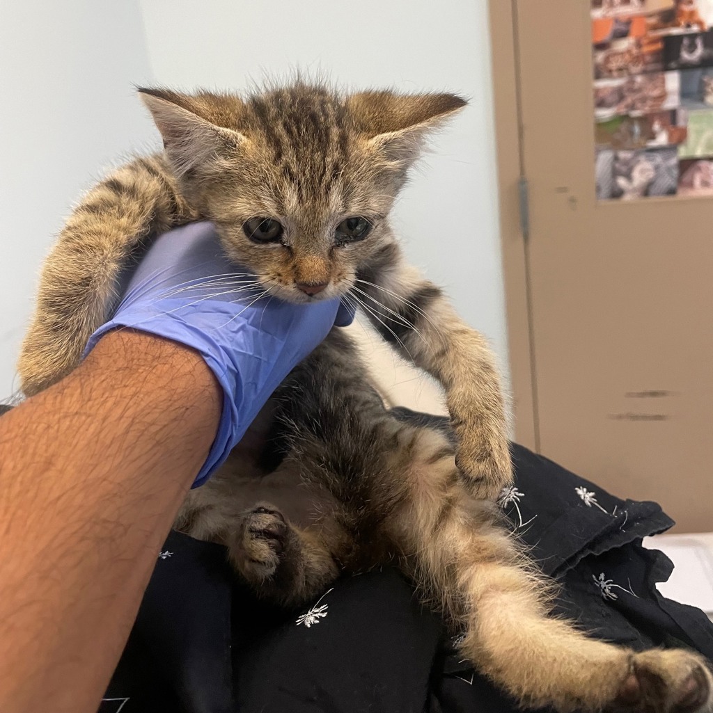 Shelter Stray Female Cat last seen Solar Turbines, San Diego, CA, 92101, 5500 Gaines St, San Diego, CA 92110, USA