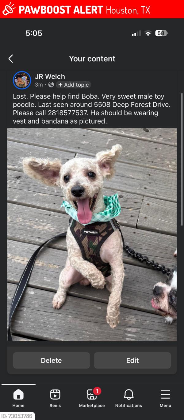 Lost Male Dog last seen Golden Forest, Houston, TX 77092