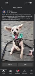 Lost Male Dog last seen Golden Forest, Houston, TX 77092