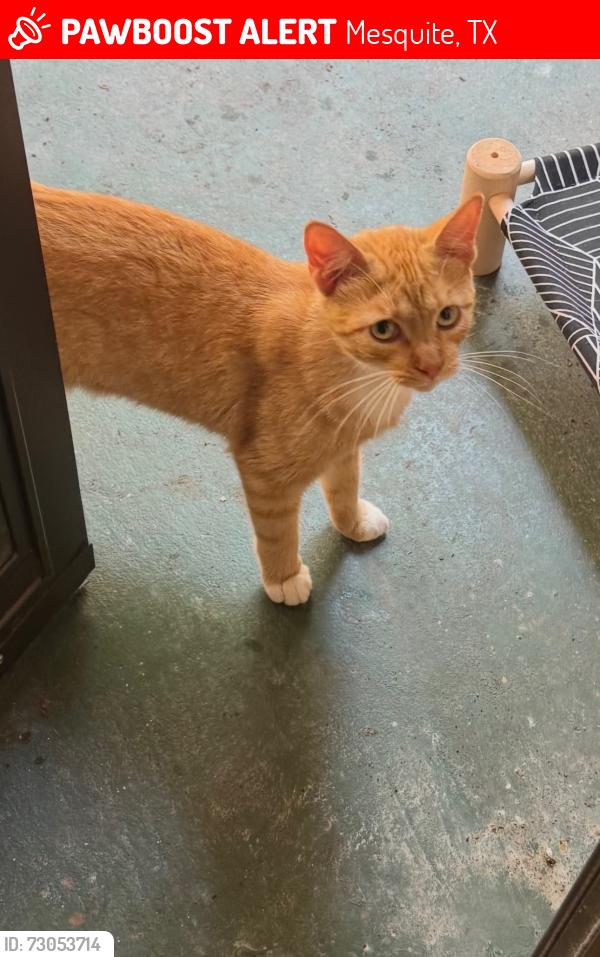 Lost Male Cat last seen E Glen Blvd & Savannah Street , Mesquite, TX 75149