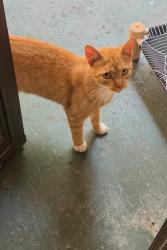 Lost Male Cat last seen E Glen Blvd & Savannah Street , Mesquite, TX 75149