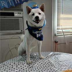 Reunited Male Dog last seen Euclid, Ontario, CA 91762