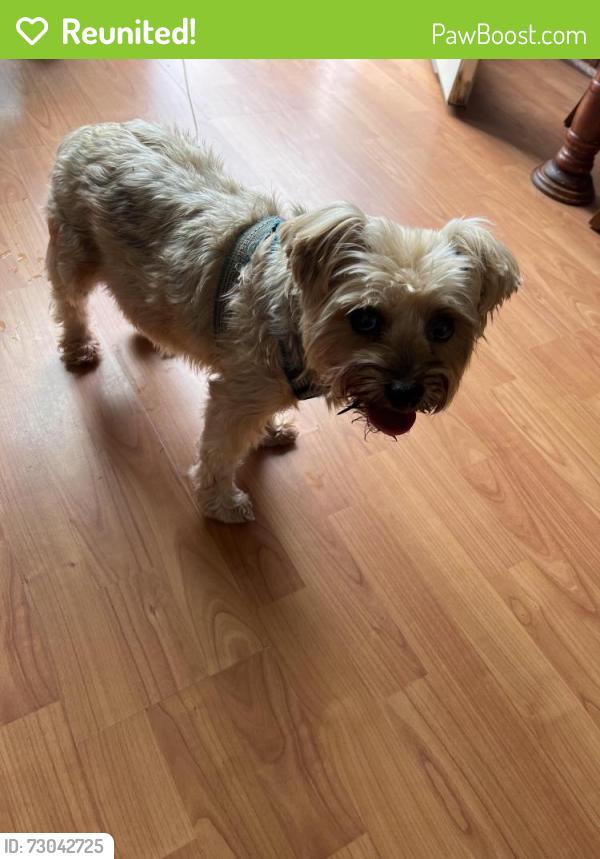 Reunited Male Dog last seen Downtown Brooks Ga, Brooks, GA 30205