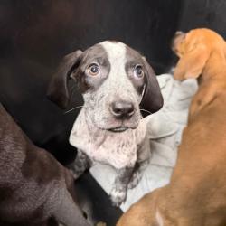 Shelter Stray Male Dog last seen , 3607 N Armenia Ave, Tampa, FL 33607, USA
