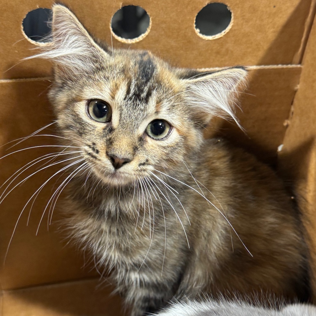 Shelter Stray Female Cat last seen , 3607 N Armenia Ave, Tampa, FL 33607, USA