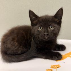 Shelter Stray Male Cat last seen , 3607 N Armenia Ave, Tampa, FL 33607, USA