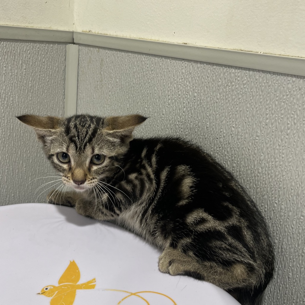 Shelter Stray Female Cat last seen , 3607 N Armenia Ave, Tampa, FL 33607, USA