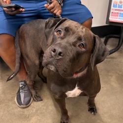 Shelter Stray Female Dog last seen , 3607 N Armenia Ave, Tampa, FL 33607, USA
