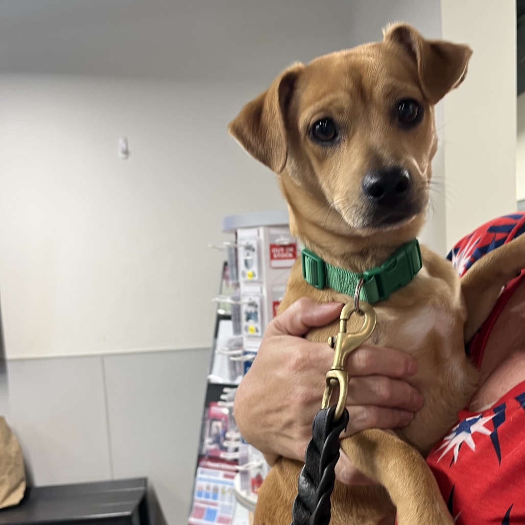 Shelter Stray Male Dog last seen , 3607 N Armenia Ave, Tampa, FL 33607, USA