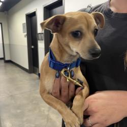 Shelter Stray Male Dog last seen , 3607 N Armenia Ave, Tampa, FL 33607, USA