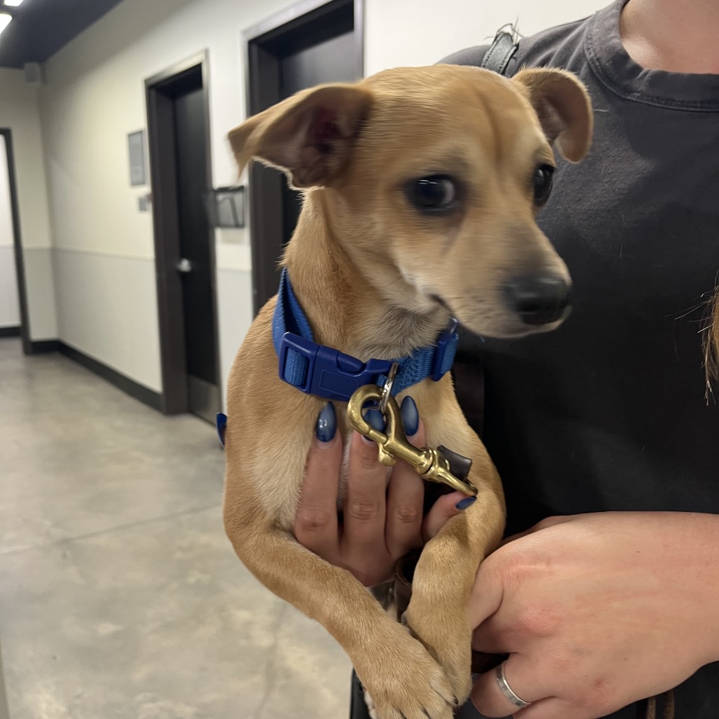 Shelter Stray Male Dog last seen , 3607 N Armenia Ave, Tampa, FL 33607, USA