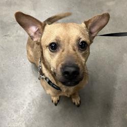 Shelter Stray Male Dog last seen , 3607 N Armenia Ave, Tampa, FL 33607, USA