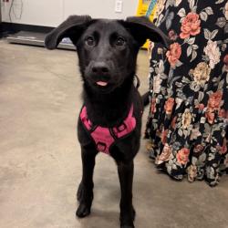 Shelter Stray Female Dog last seen , 3607 N Armenia Ave, Tampa, FL 33607, USA