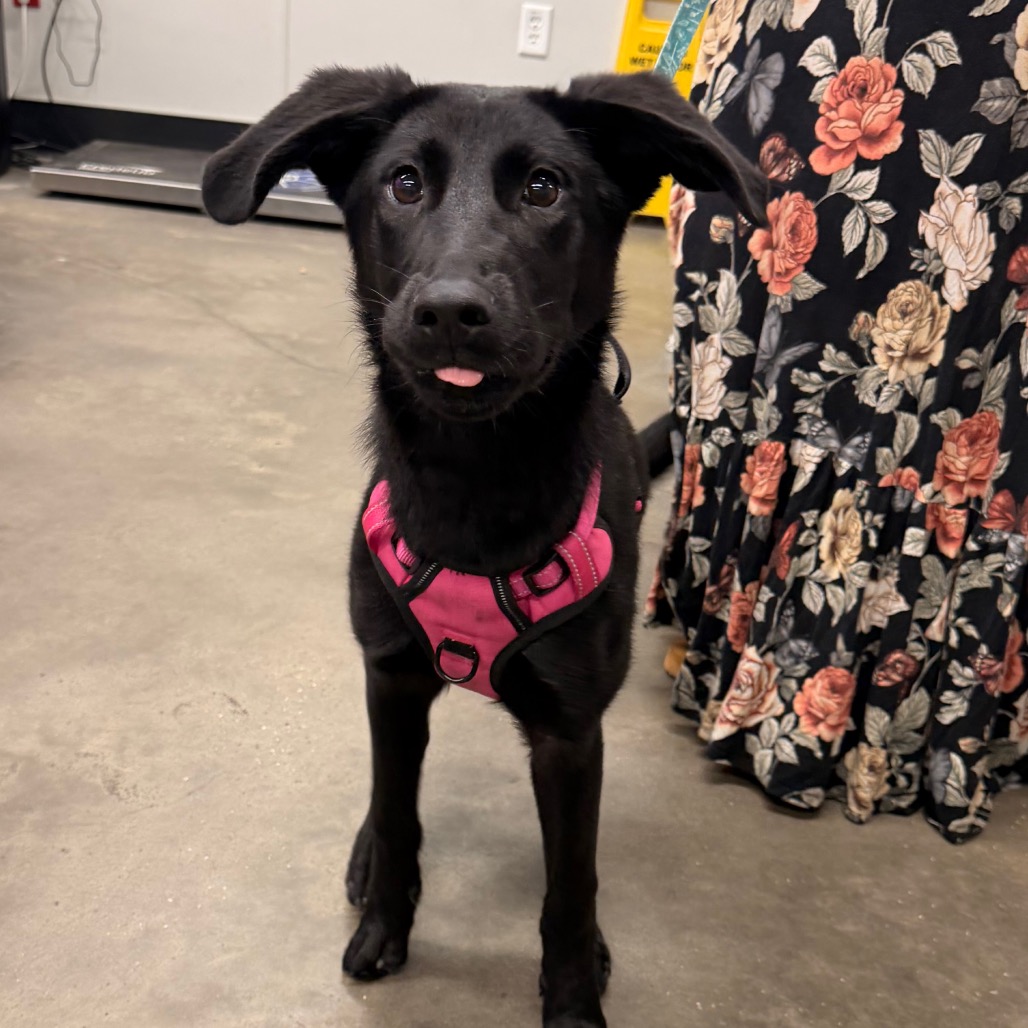 Shelter Stray Female Dog last seen , 3607 N Armenia Ave, Tampa, FL 33607, USA