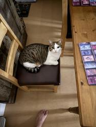 Lost Female Cat last seen Dyrham Road, South Gloucestershire, England BS15 4HS