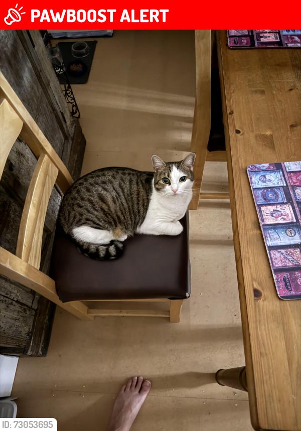 Lost Female Cat last seen Dyrham Road, South Gloucestershire, England BS15 4HS