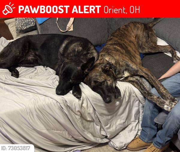 Lost Male Dog last seen St rt 762 & matville rd, Orient, OH 43146